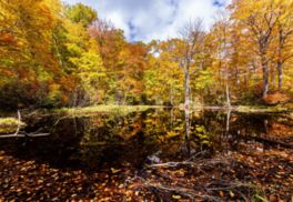 %e2%98%85%e7%b4%85%e8%91%892