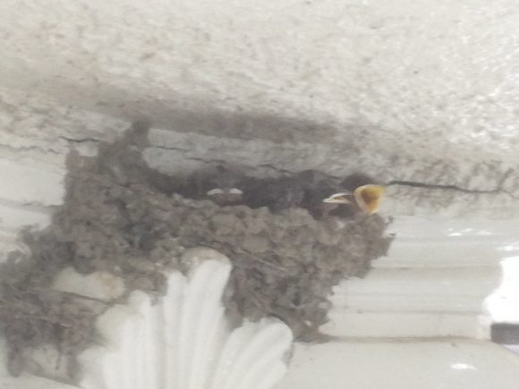 IMG_20170624_163534_resized_20170624_044321417