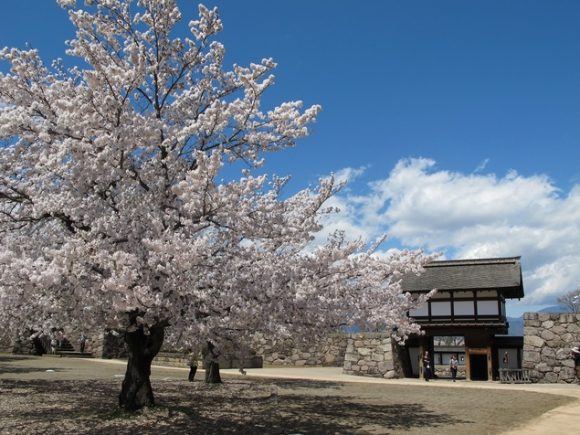 松代城跡　桜
