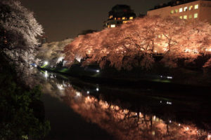 夜桜
